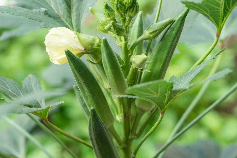 okra