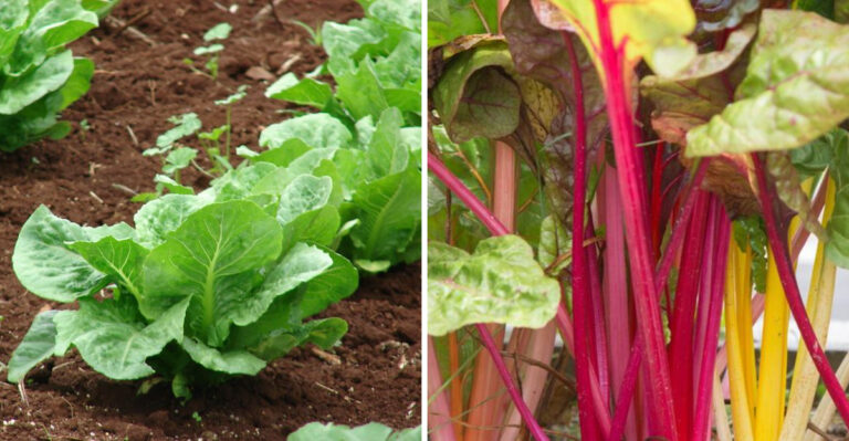 lettuce and swiss chard