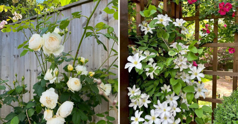 These White-Flowering Climbers Add Bright Contrast In Georgia Gardens