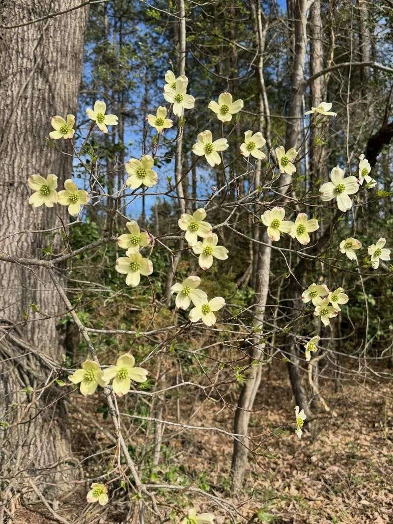 Dogwood Benefits From Light Feeding During Early Growth