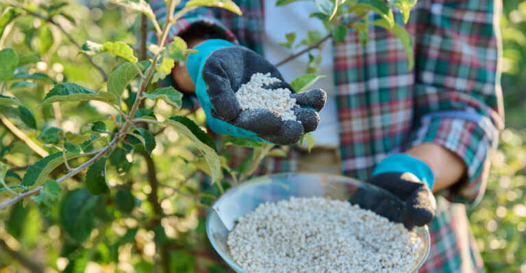 tree (featured image)