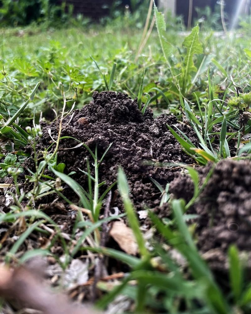 No Central Hole Or Colony Structure Inside