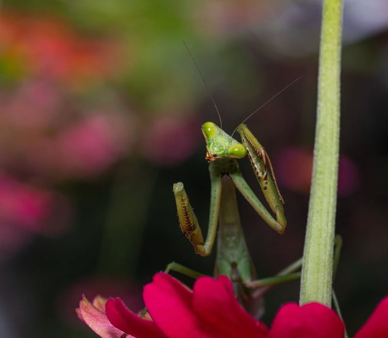 North Carolina's Climate Is Perfect For Mantis Life
