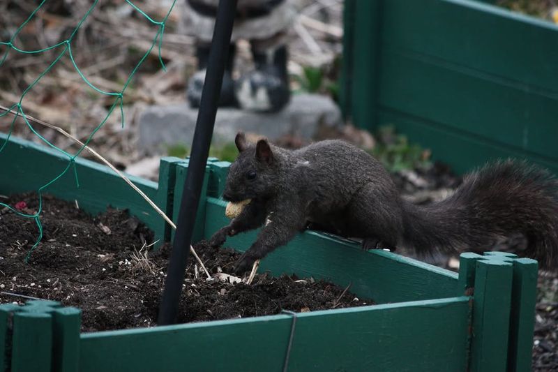 Not Every Seed Gets Eaten