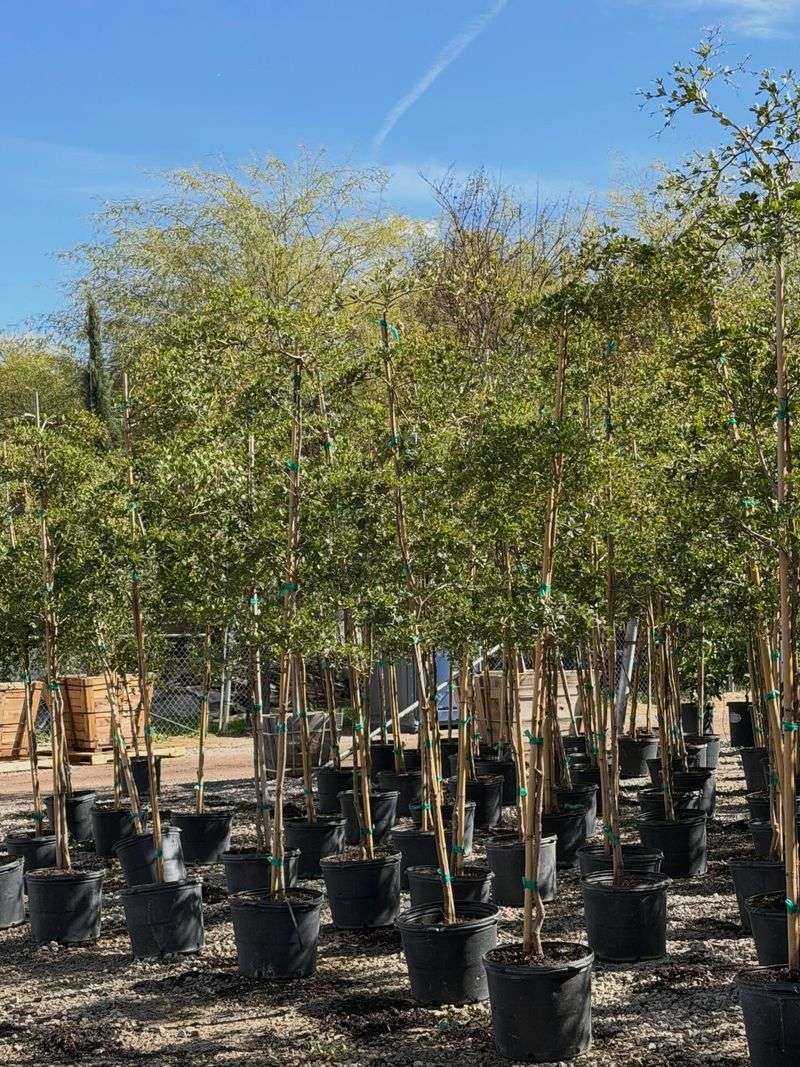 They Fit Desert Soil Conditions Without Heavy Amendments