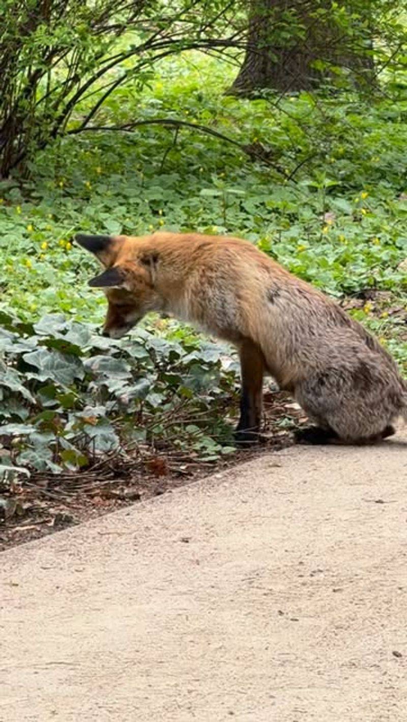 A Fox In Your Yard Is Hunting Rodents