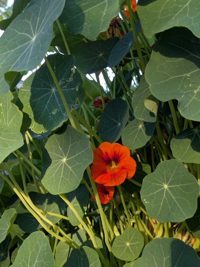 They Can Trap Aphids