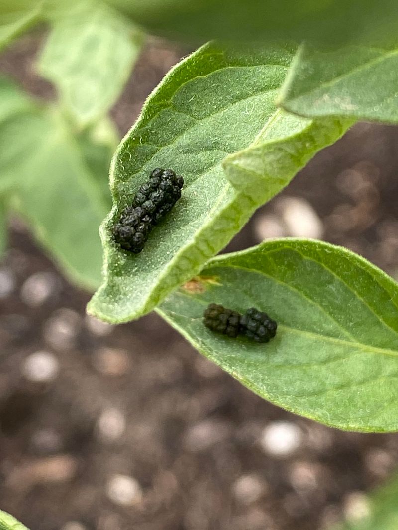 They Leave Dark Droppings All Over The Plant