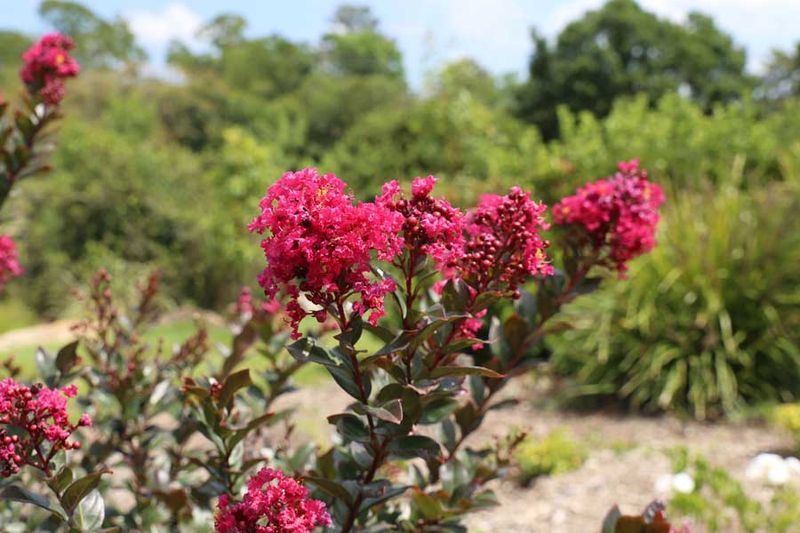 Improved Hybrids Resist Powdery Mildew Better