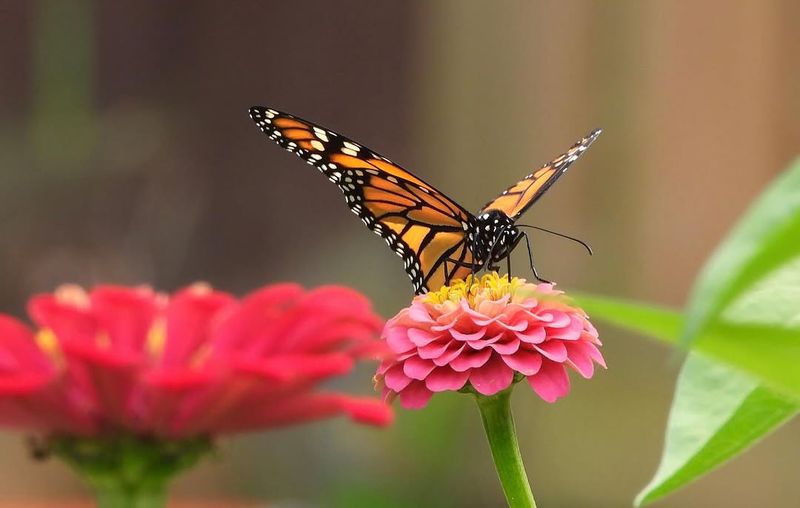 Why Pollinators Love Them Too