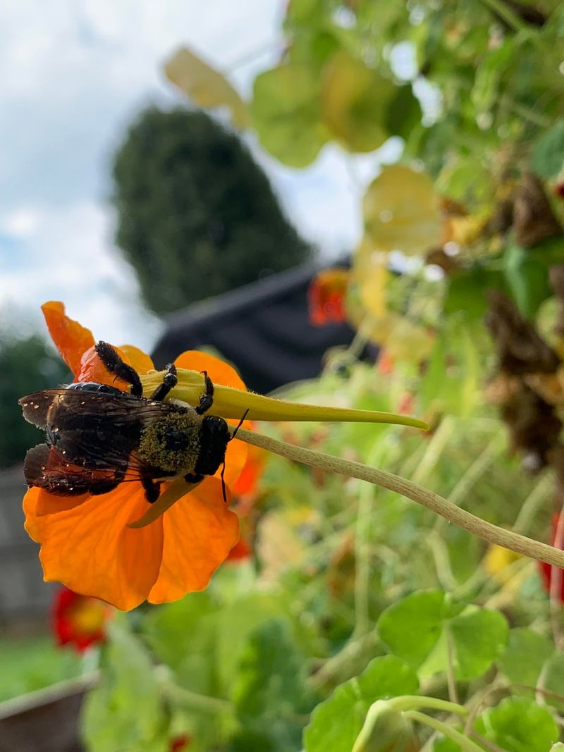 They Attract Helpful Pollinators