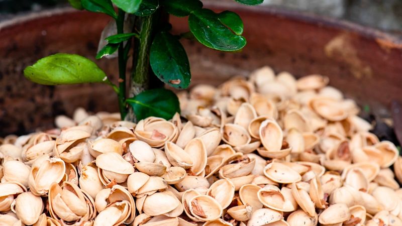 Shells Work As Creative Garden Pathway Filler