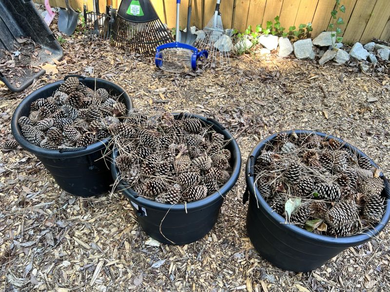 Pine Cones Do Not Replace Compost