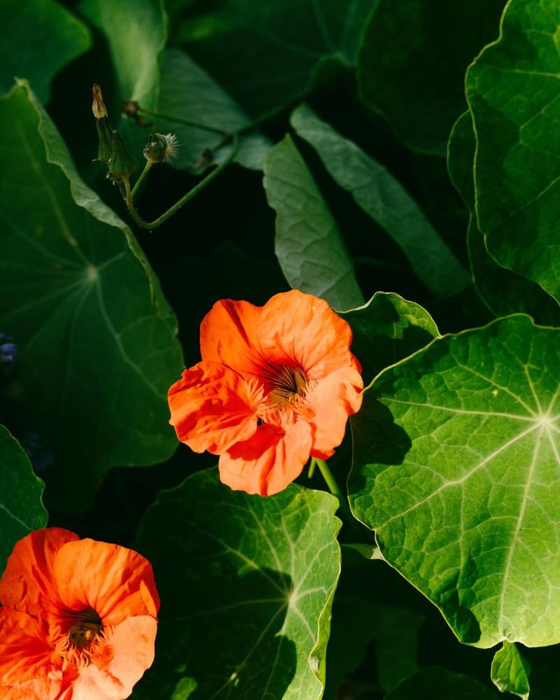 They Grow Well In Poor Soil