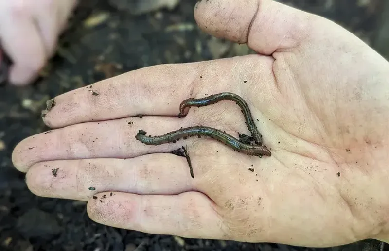 They Spread Through Shared Soil And Compost