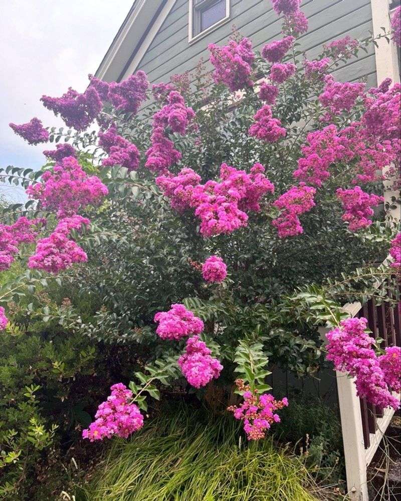 Flower Color Choices Are Very Wide