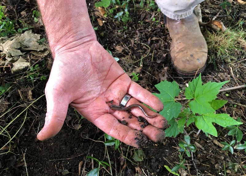 They Can Weaken Plant Growth