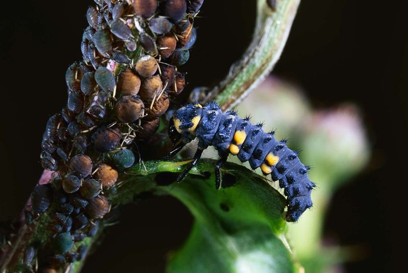 Larvae Eat Even More Pests Than Adults