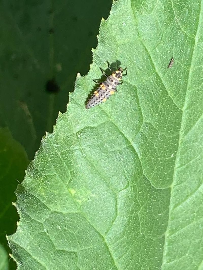 Larvae Are Even More Effective Predators