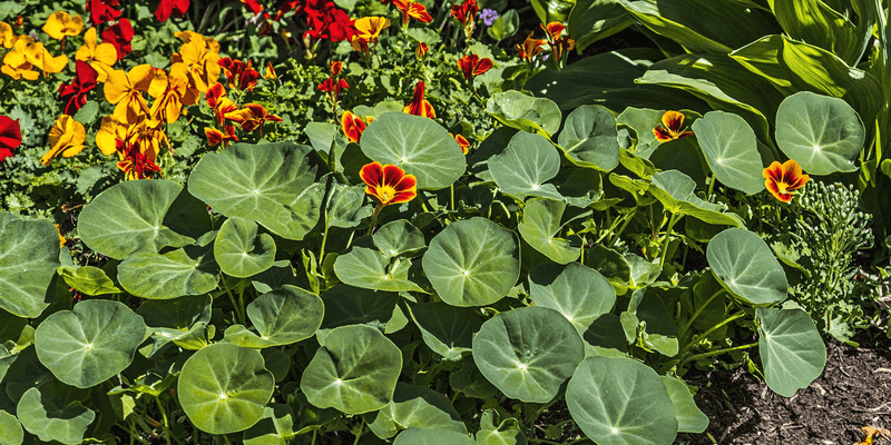 They Spread As Living Ground Cover And Reduce Weeds