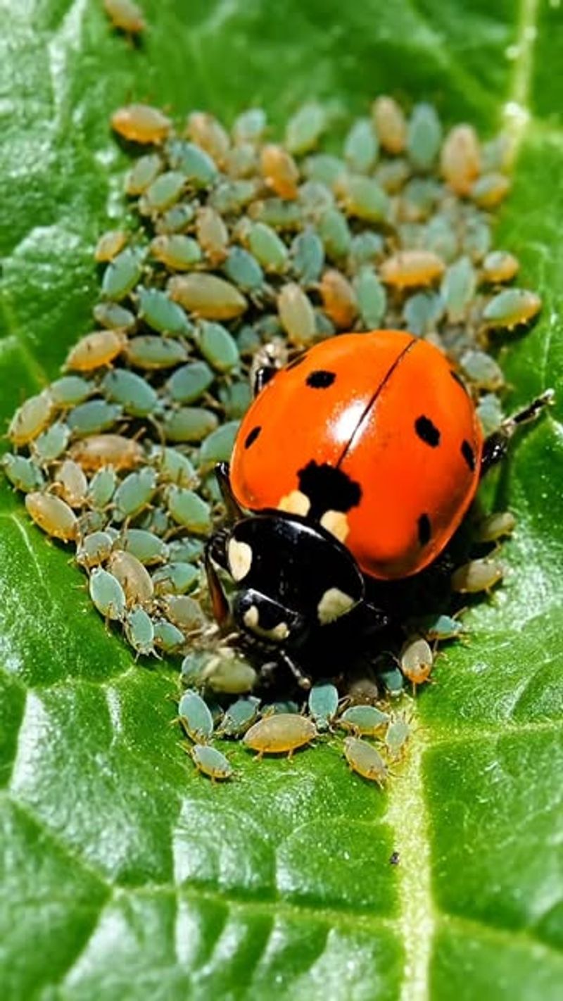 They Reduce The Need For Pesticides