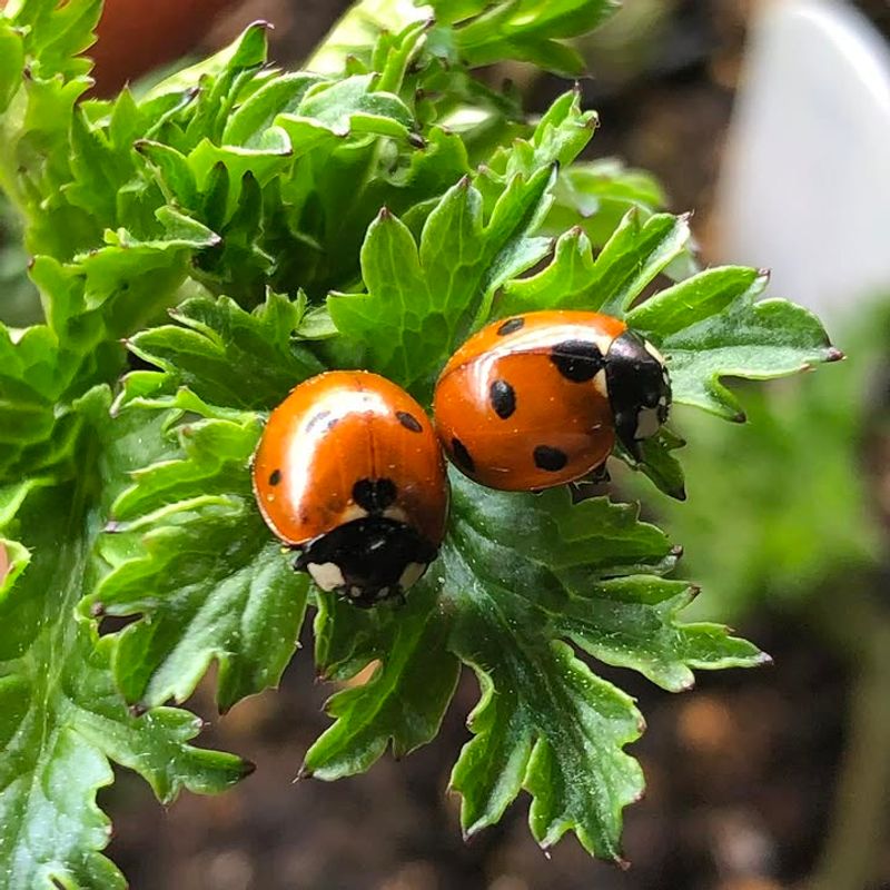 Natural Predation Reduces The Need For Chemical Sprays