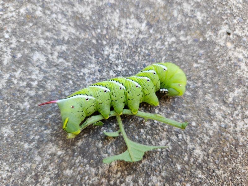 They Keep Coming Back Because They Pupate In The Soil
