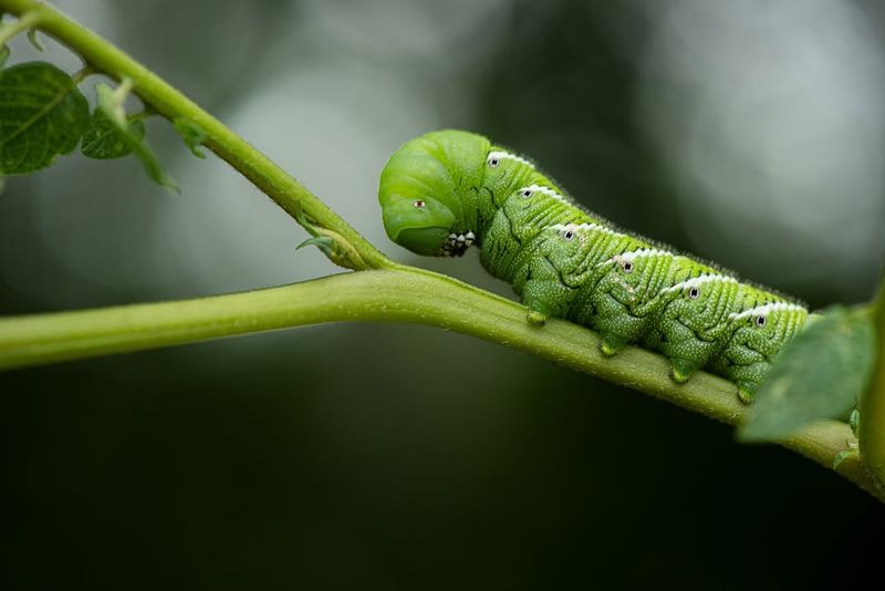 Texas Gardeners Often Start Seeing Them In Early Summer