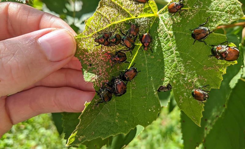 Hand Picking Is A Common Garden Control Method