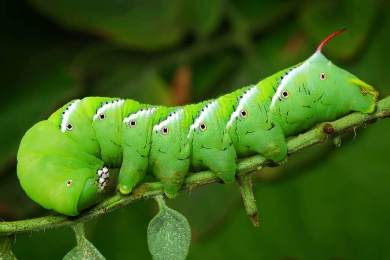 More Than One Hornworm Species Shows Up In Texas Gardens