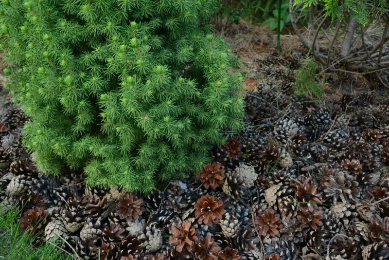 They Are More Practical As Surface Mulch