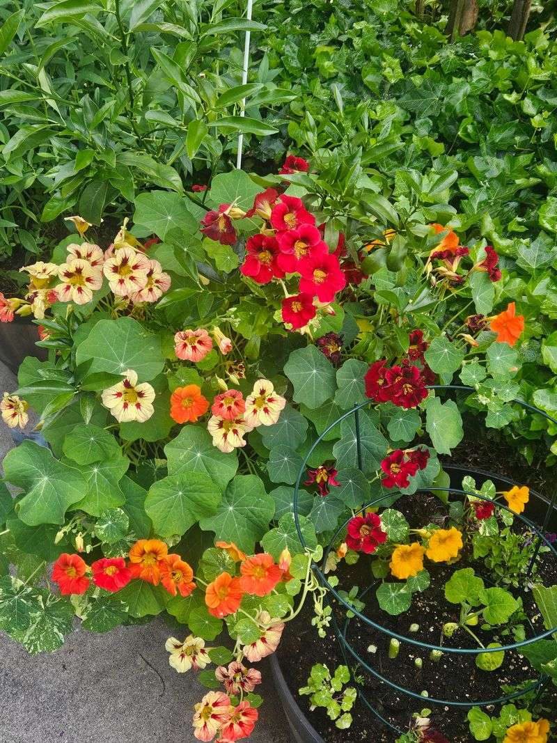 They Reseed For Easy Color