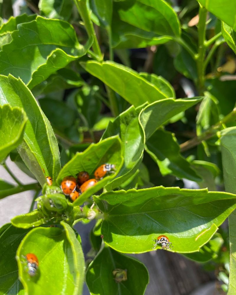 They Are Harmless To Plants And People