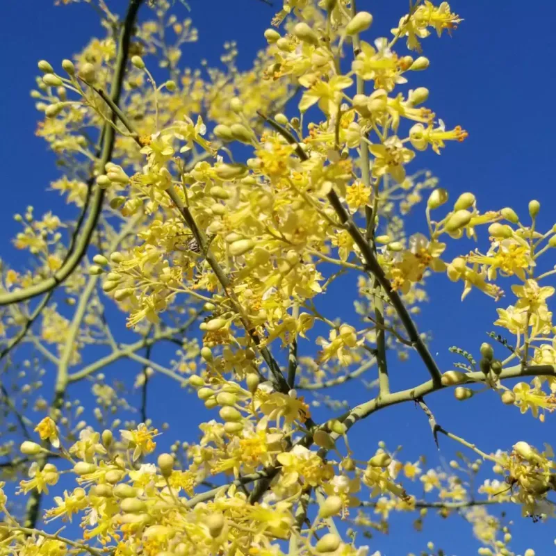 Native Species Support Local Wildlife And Pollinators