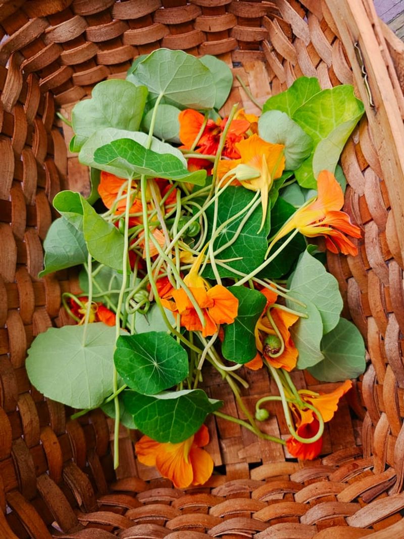 They Offer Edible Flowers And Leaves
