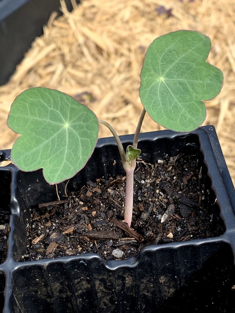 They Are Incredibly Easy To Grow Directly From Seed