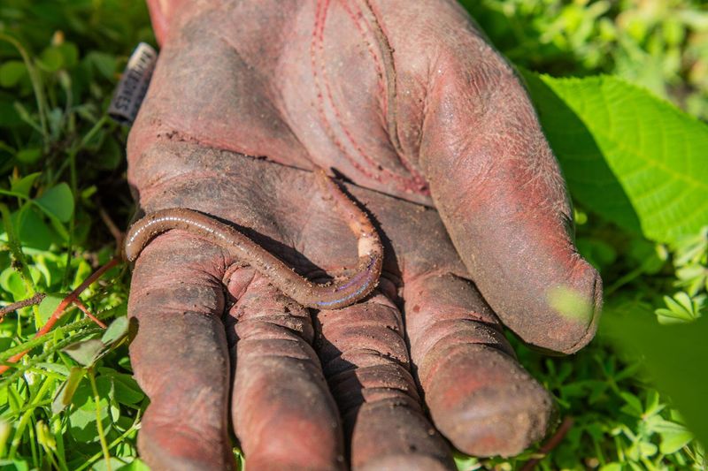 They Are Hard To Spot Early