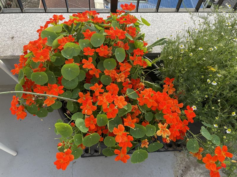 They Brighten Garden Beds Fast