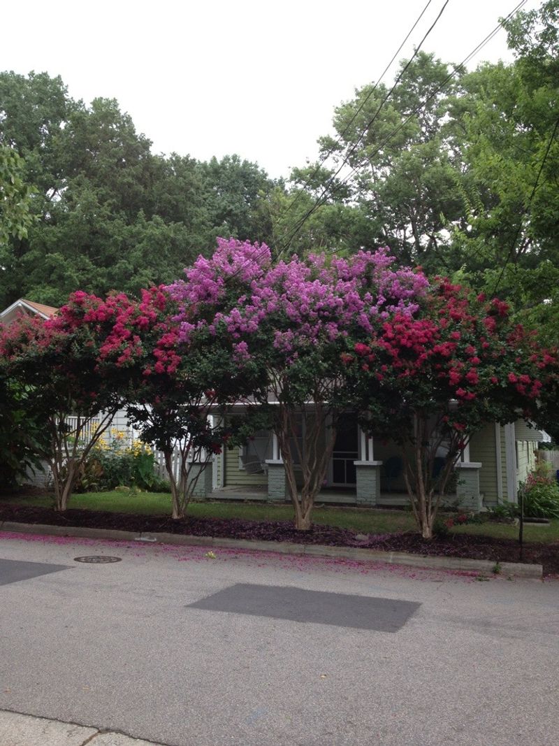 They Fit Southern Landscape Style Perfectly