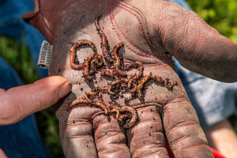 They Strip Away Organic Matter