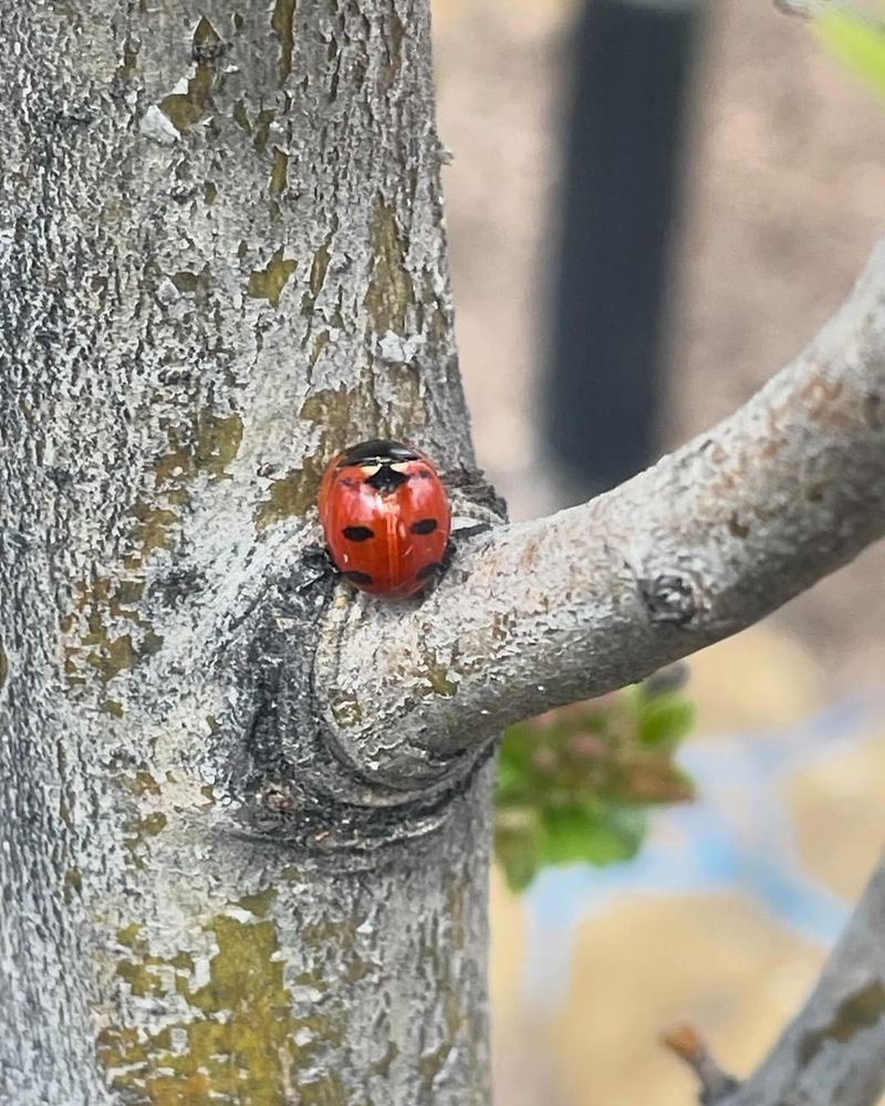 They Are Completely Harmless To Plants And People