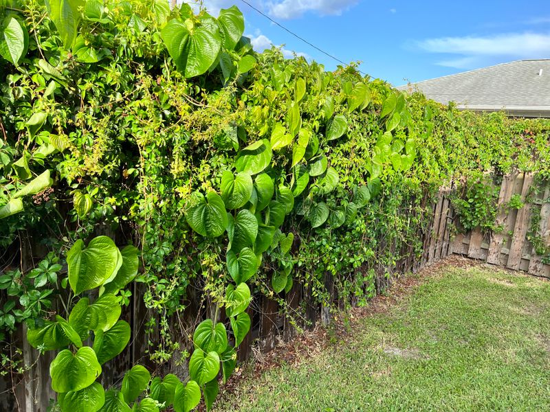 Fences, Trees, And Shrubs Can Disappear Under It Fast