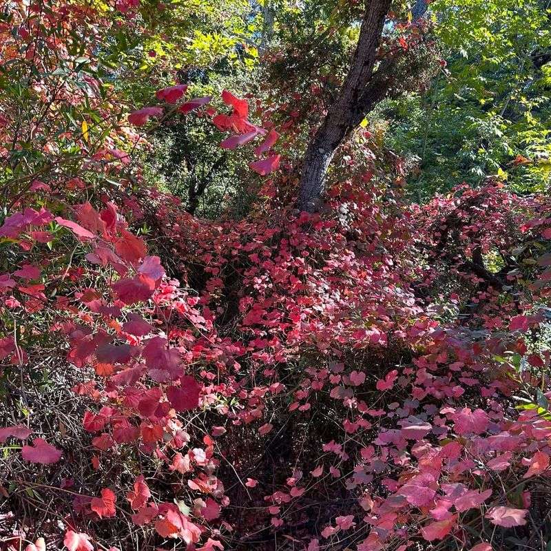 California Wild Grape