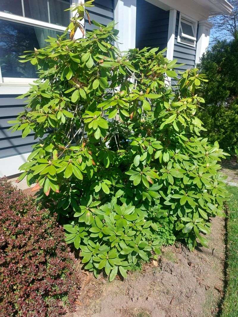 Shape The Shrub Without Shearing