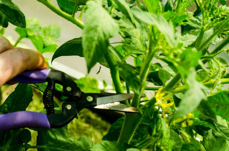 Clean Up Tomato Plants Before Problems Take Over