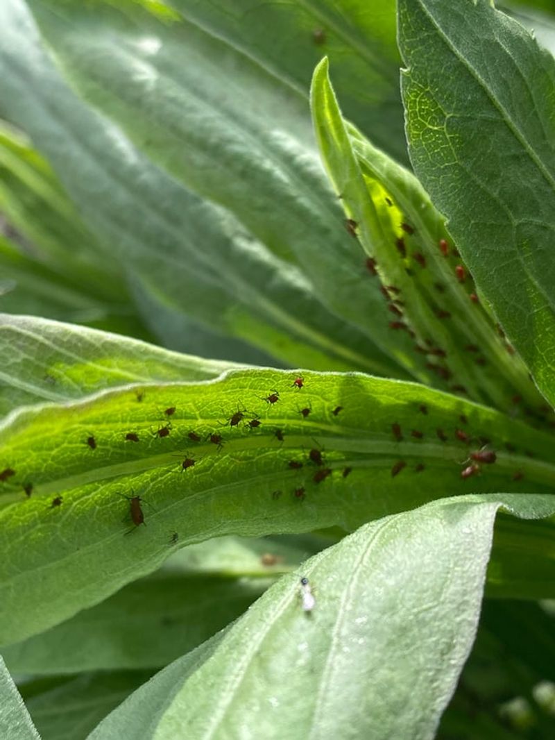 Inspect Plants For Early Signs Of Pests And Stress