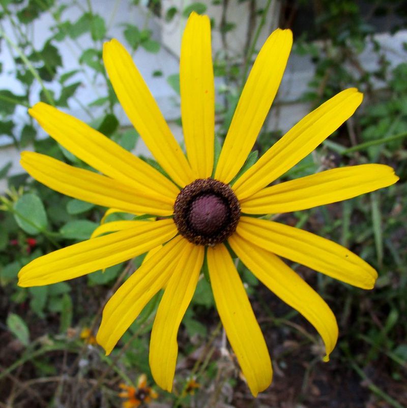 Choose Softhair Coneflower For North And Central Florida Reseeding