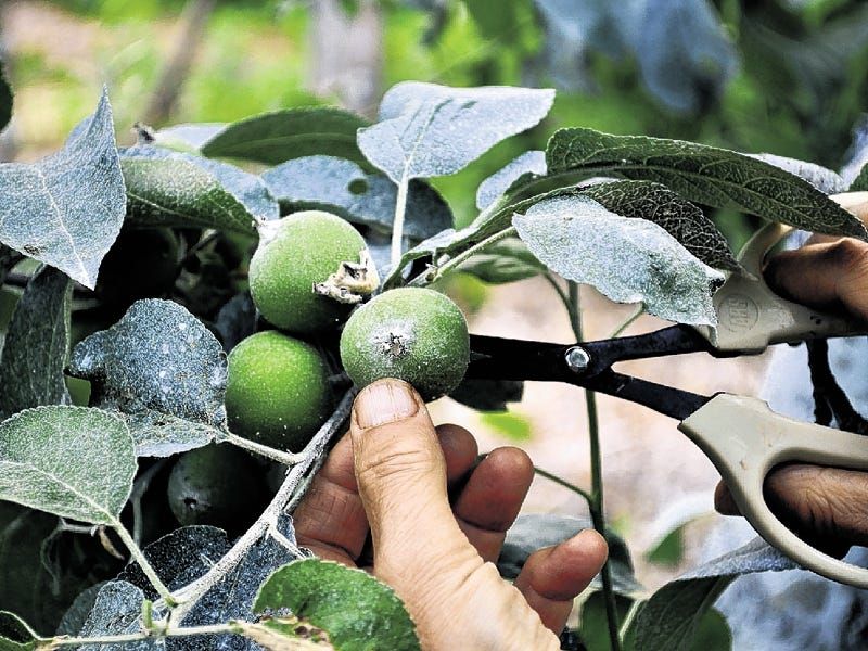 Remove The Smallest Fruits