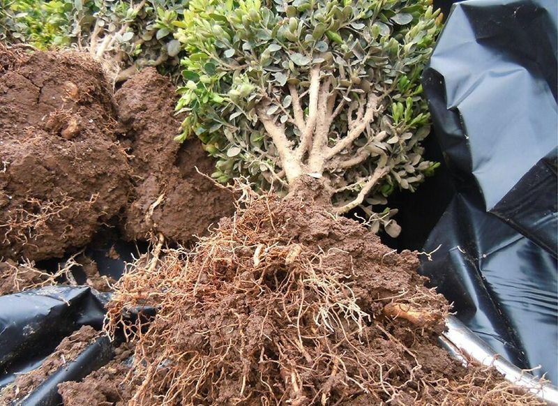 Water Roots, Not Leaves