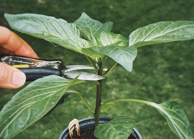 Top Your Plants To Encourage Bushier Growth